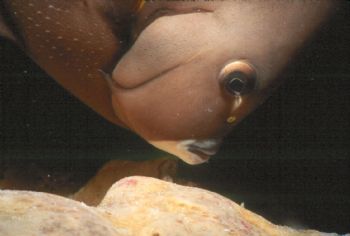 "Near-sighted" by Beverly Speed 